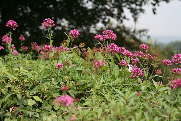 Photo 6"x4" Cullompton: valerian in bloom Colebrook c2008