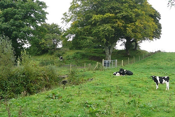 Photo 6"x4" Pasture at Bellaburke Killavally c2008