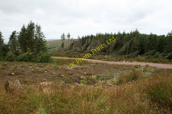 Photo 6"x4" Wind Damage on Kintyre Forestry. Glen Kerran c2007