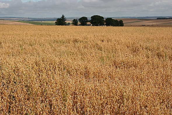 Photo 6"x4" Field of Oats Balgaveny c2008