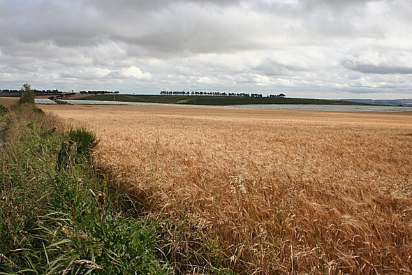 Photo 6"x4" Field of Barley Gariochsford c2008