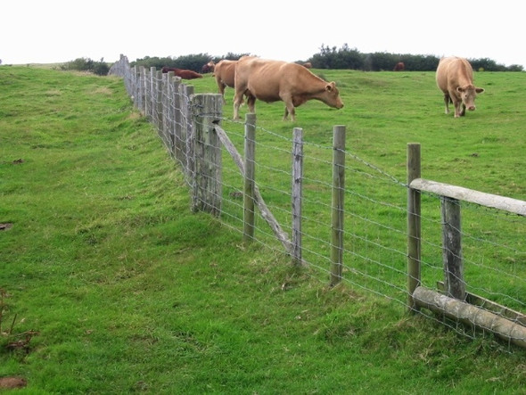 Photo 6"x4" Cattle grazing on Tolsford Hill Newbarn\/TR1539 c2008