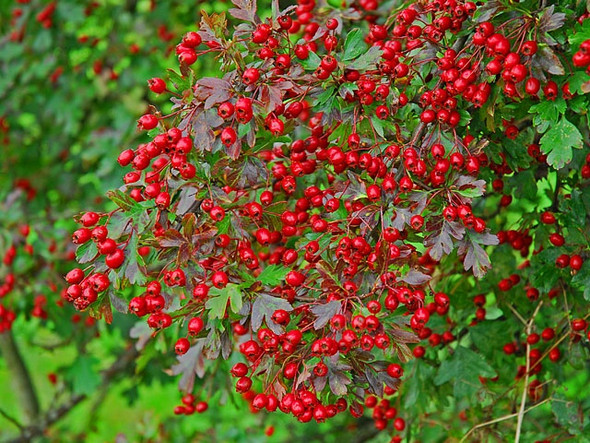 Photo 6"x4" Hawthorn Berries St David's c2008
