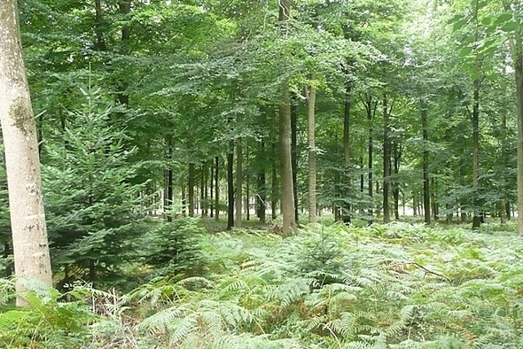 Photo 6"x4" Carverel Copse Pitton\/SU2131 c2008