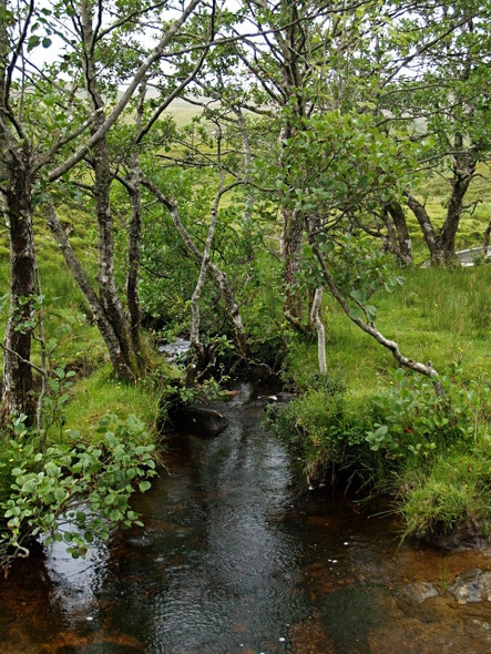 Photo 6"x4" Burn, Gleann Beag Allt M\u00f2r\/NG8516 c2008