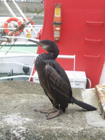Photo 6"x4" Shag on the harbour wall Newlyn c2008