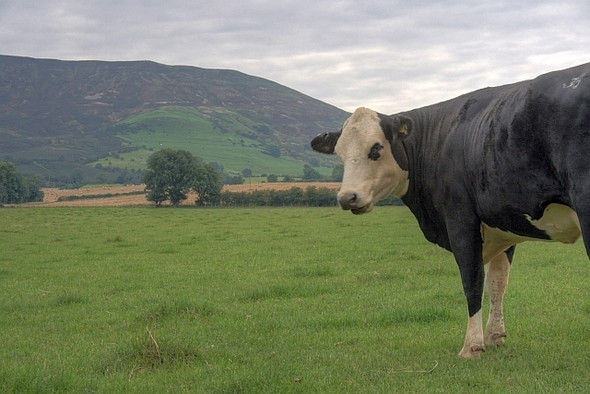 Photo 6"x4" Pasture Near Broughton Grange Great Broughton\/NZ5406 c2008