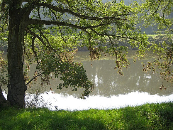Photo 6"x4" Shady spot in the Wye Valley Broadway Lands c2008