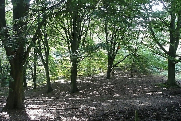 Photo 6"x4" Junction in States Hill Wood Hermitage\/SU5173 c2008