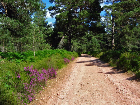 Photo 6"x4" Track in Glen Tanar Millfield\/NO4896 c2008