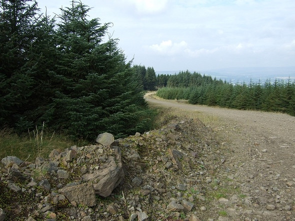 Photo 6"x4" Forestry Track on Hirfynydd Crynant\/Creunant\/SN7905 c2008