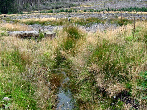 Photo 6"x4" Fetteresso Forest Rickarton c2008