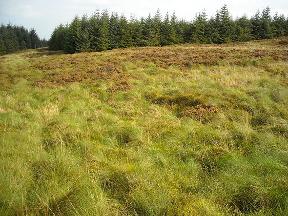 Photo 6"x4" Moorland at Myers Hill Dumdruff Hill c2008