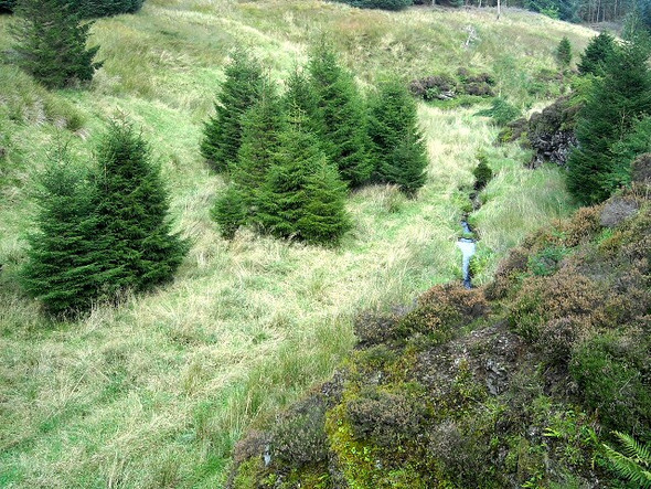 Photo 6"x4" Trees Beside Carrot Burn Loch Hill\/NS5647 c2008