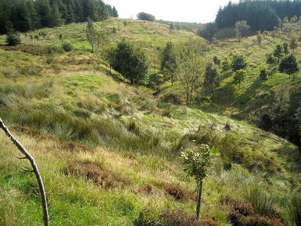 Photo 6"x4" Hillside in Whitelee Forest Eaglesham c2008