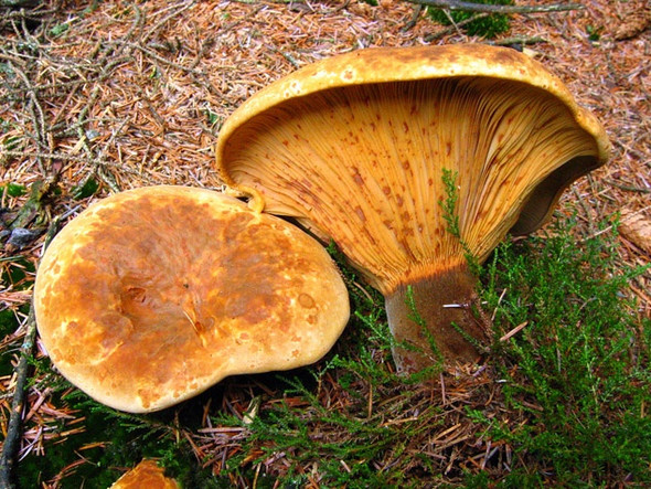 Photo 6"x4" Fetteresso Forest Rickarton c2008