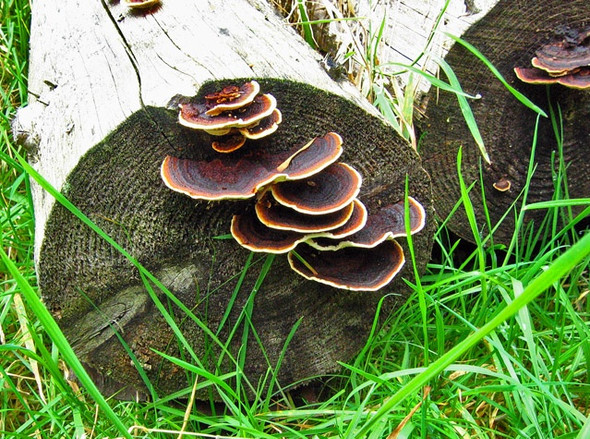 Photo 6"x4" Fetteresso Forest Rickarton c2008 P2