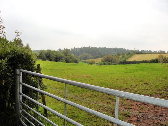 Photo 6"x4" Norley - view of Delamere Forest from near Wickentree Farm Hatchmere c2008
