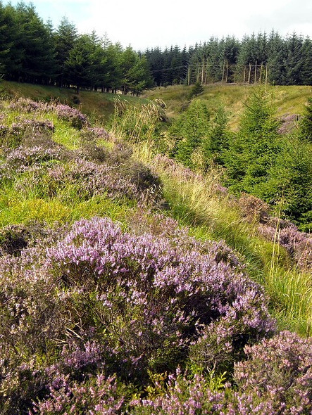 Photo 6"x4" Heather Bank Above Carrot Burn Loch Hill\/NS5647 c2008