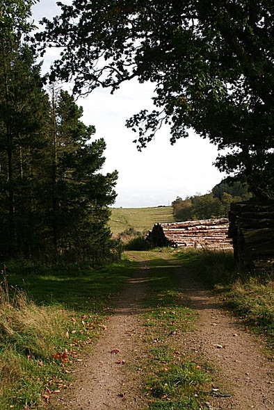 Photo 6"x4" Mixed Woodland Craigearn c2008