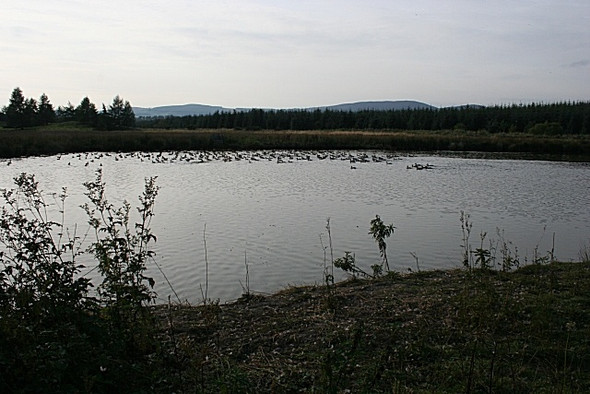 Photo 6"x4" Duckpond Near Woodend Craigearn c2008