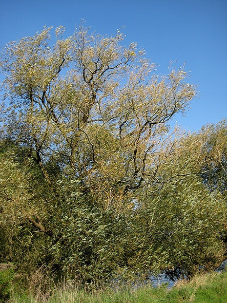 Photo 6"x4" Wind in the willows Great Doward c2008