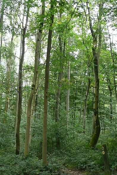 Photo 6"x4" The Alders Frilsham c2008