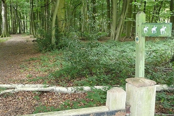 Photo 6"x4" Hawkridge Wood Frilsham c2008