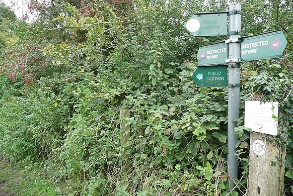 Photo 6"x4" Restoration work on the hedge Jennetts Hill c2008