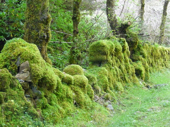 Photo 6"x4" Mossy Wall Achnacarry c2008