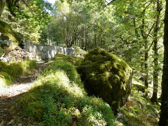 Photo 6"x4" Mossy boulder Achnacarry c2008