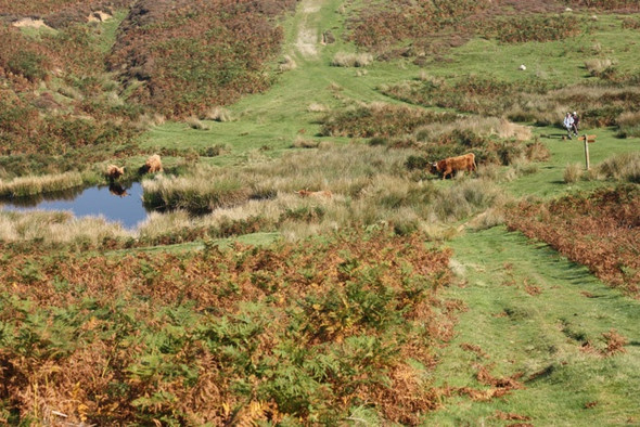 Photo 6"x4" Dundale Pond Levisham c2008