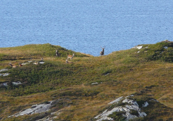 Photo 6"x4" Deer at Rhue Arisaig\/Arasaig c2008