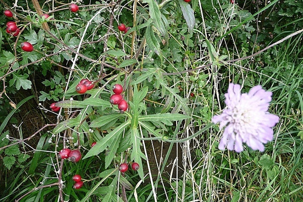 Photo 6"x4" Rose hips and scabious Eling\/SU5275 c2008