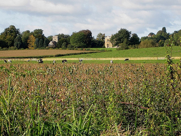 Photo 6"x4" Maize crop and dairy pasture, Hasfield Hasfield c2008