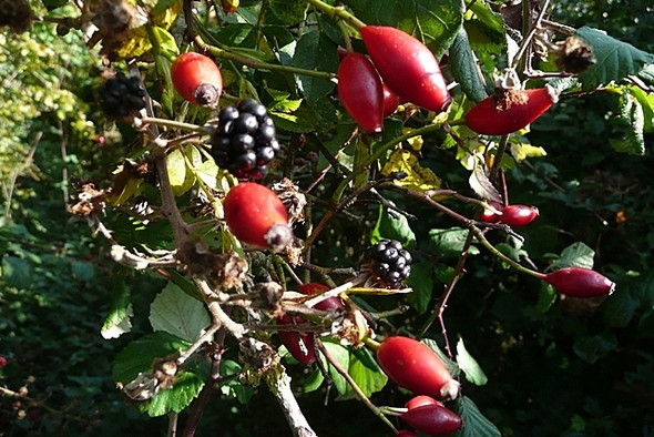 Photo 6"x4" The delights of autumn Ashampstead c2008
