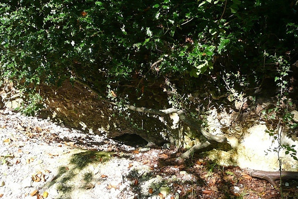 Photo 6"x4" Uprooted tree Stubbles c2008
