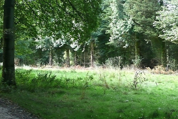 Photo 6"x4" Woodland clearing Ashampstead c2008
