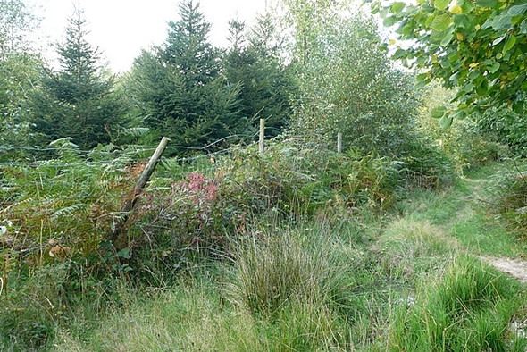 Photo 6"x4" All sorts of trees Ashampstead c2008