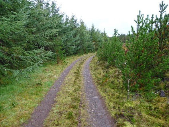 Photo 6"x4" Forest track Peiness c2008