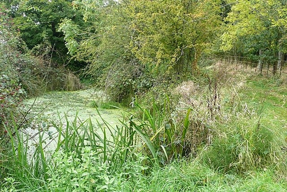 Photo 6"x4" Pond at Ham Copse Parker's Corner c2008