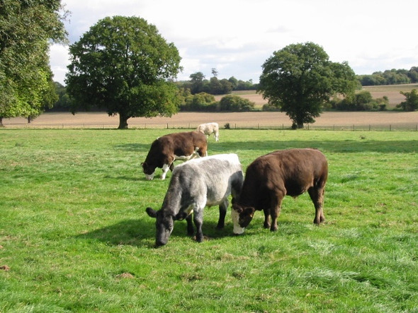 Photo 6"x4" Cattle grazing in Fredville Park Frogham\/TR2550 c2008