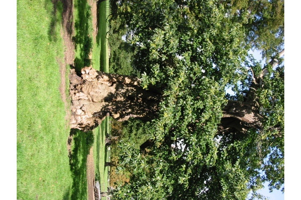 Photo 6"x4" Old and gnarled sweet chestnut tree Frogham\/TR2550 c2008