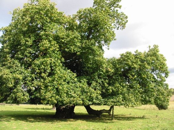 Photo 6"x4" Sweet chestnut tree on chestnut avenue. Frogham\/TR2550 c2008