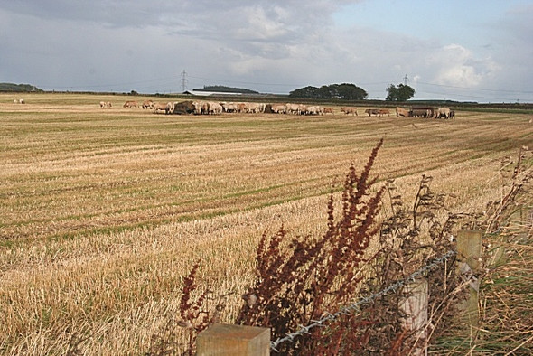 Photo 6"x4" Feeding Cattle near Mains of Loanhead North Rayne c2008