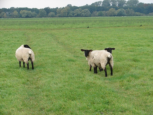 Photo 6"x4" Black-faced ewes on Port Holme Godmanchester c2008