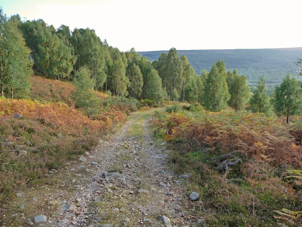 Photo 6"x4" Birch woods at Dundreggan Dalchreichart c2008