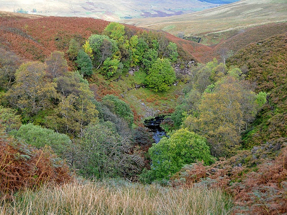 Photo 6"x4" Trees near the Arrevore Burn Androhal Burn c2008