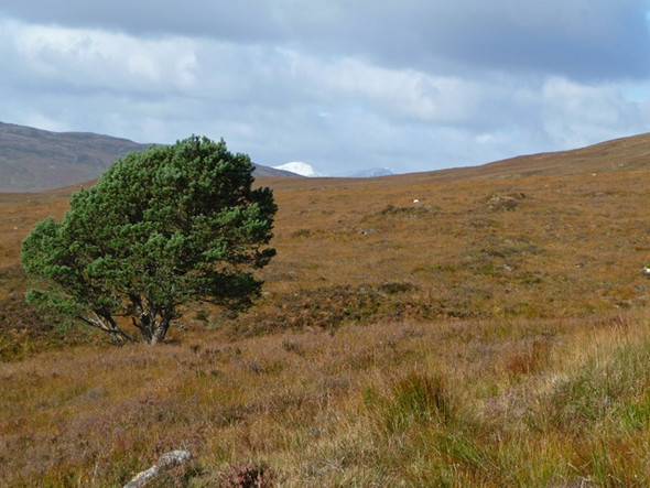 Photo 6"x4" Solitary tree Dalchreichart c2008