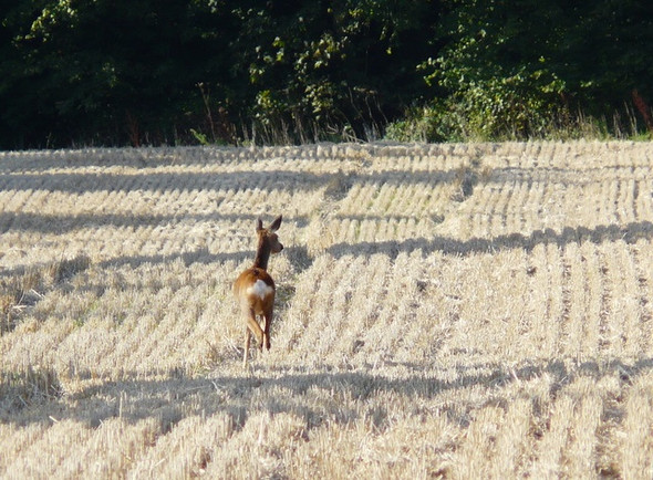 Photo 6"x4" Roe Deer near Geanies Toulvaddie c2008